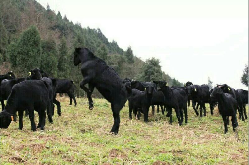 普通羊肉山羊肉否带骨