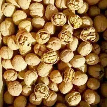 纸皮核桃
