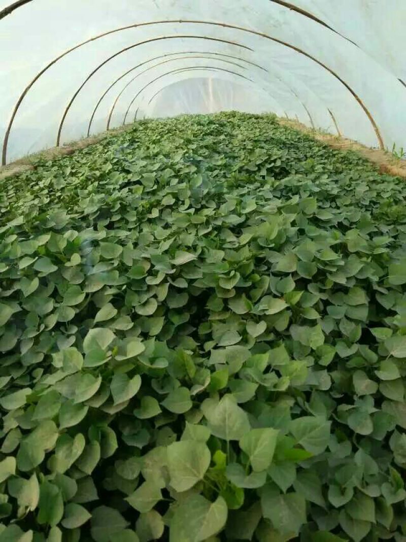 脱毒红薯苗，西瓜蜜，蜜薯苗，日本红瑶，甜蜜丝滑，榴莲蜜薯