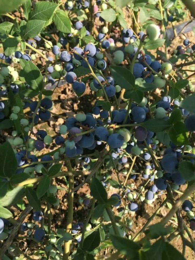蓝莓鲜果8~10mm以上