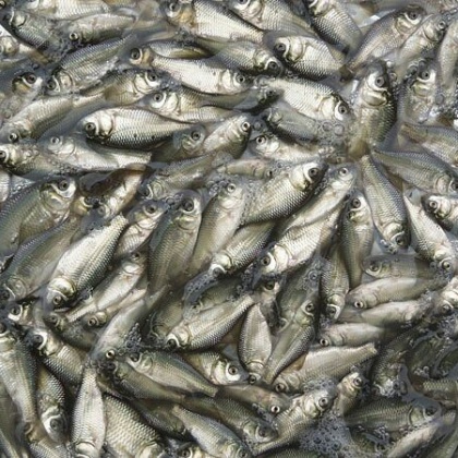 湘云鲫鱼苗广西玉林市玉州区_批发_供应-一亩