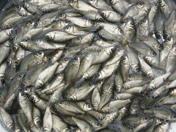 湘云鲫鱼苗广西玉林市玉州区_批发_供应-一亩