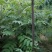 红油香椿树51~80cm