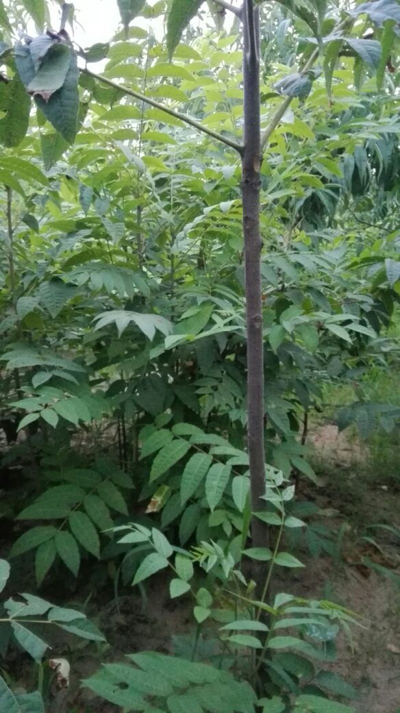 红油香椿树51~80cm