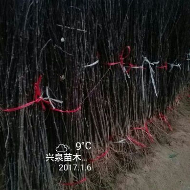 花椒苗1~2年