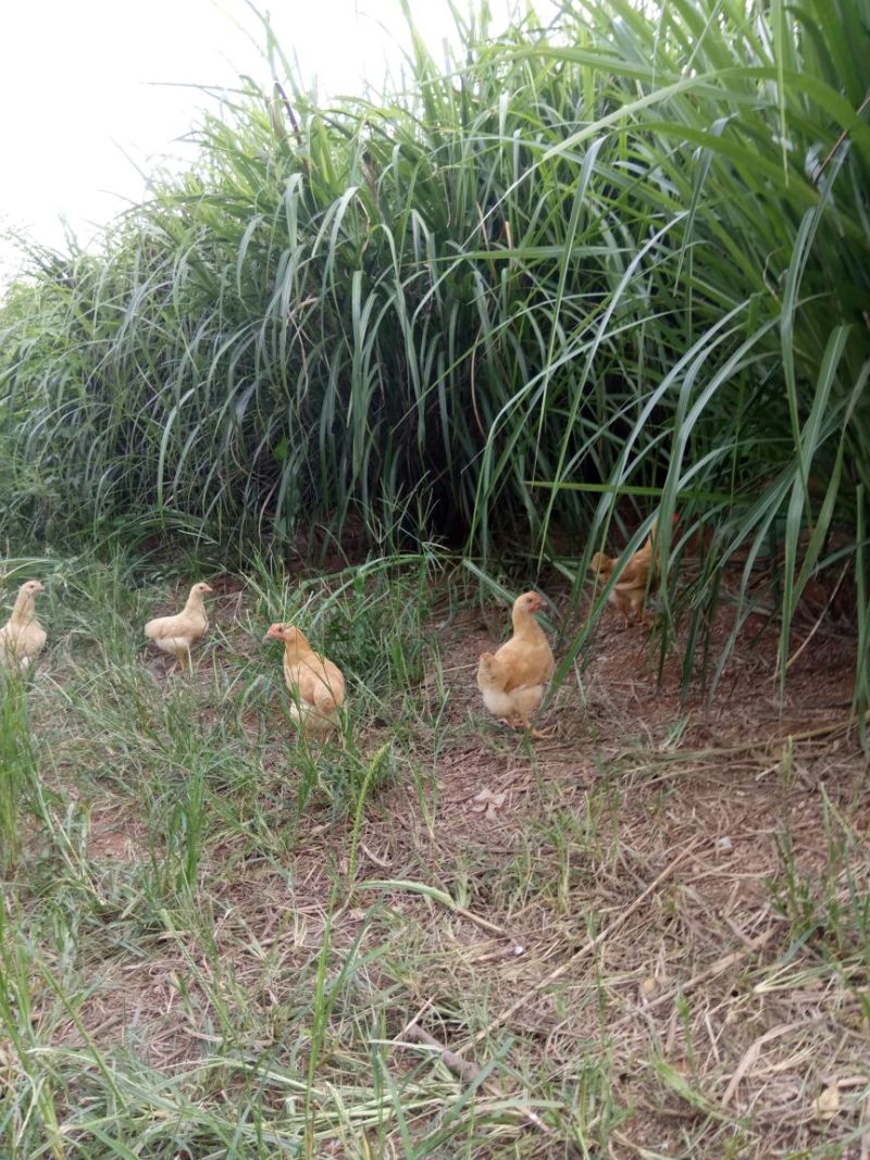 脱温鸡公鸡包到价