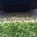 新白玉白萝卜1.5~2斤起