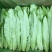 【油麦菜】河北油麦菜大量供应现摘现发可视频看货