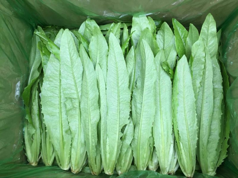 【油麦菜】河北油麦菜大量供应现摘现发可视频看货