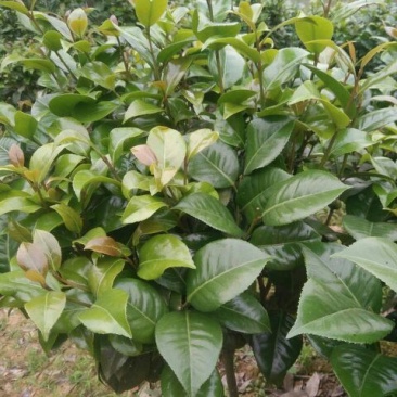 七芯茶花