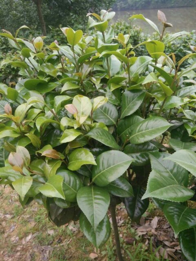 七芯茶花