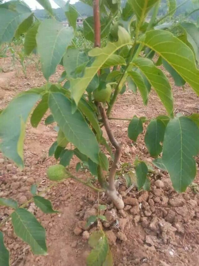 嫁接核桃苗嫁接香玲清香纸皮核