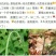 蕨根淀粉散装