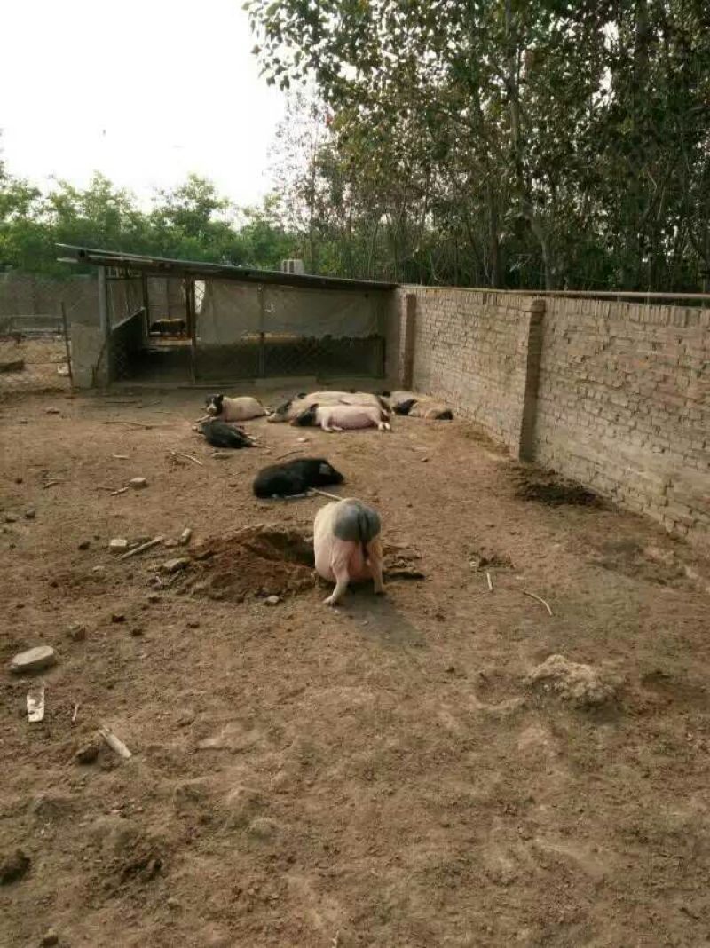 香猪