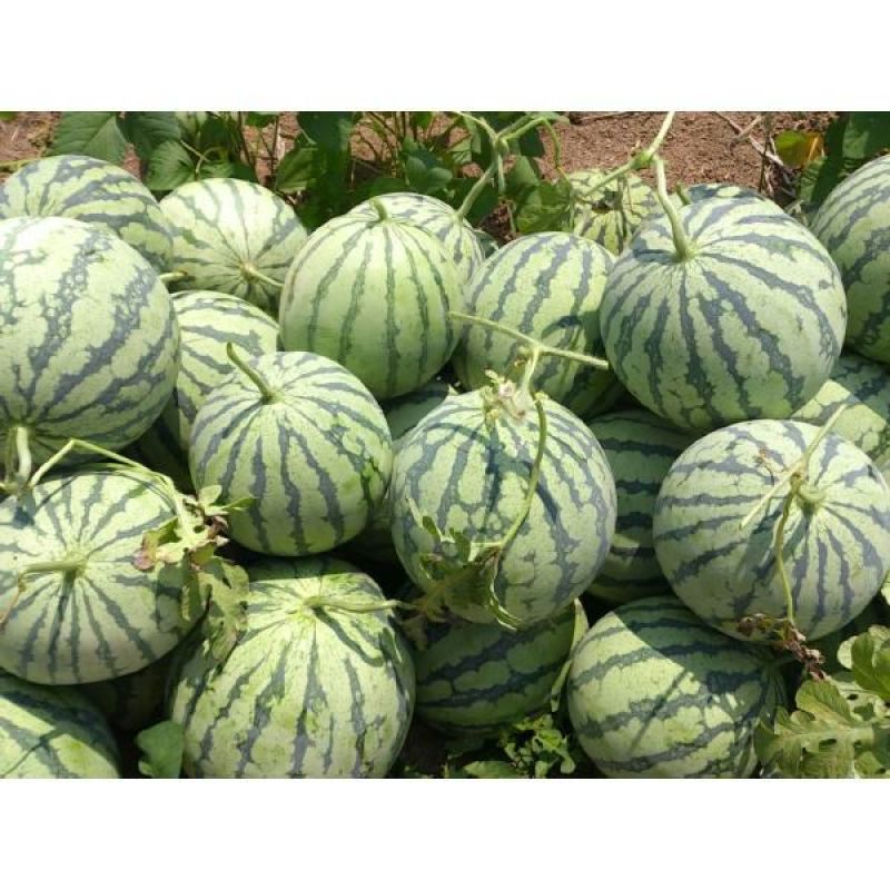 甜王西瓜6斤打底9成熟1茬山东西瓜