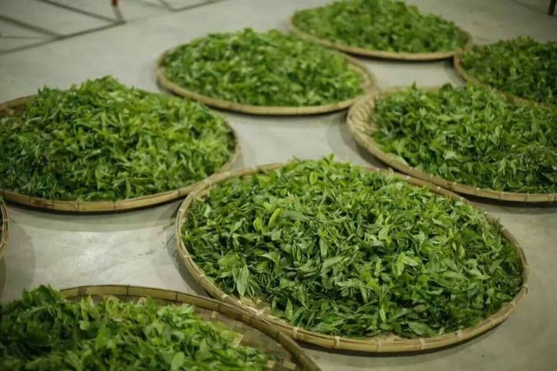 普洱茶