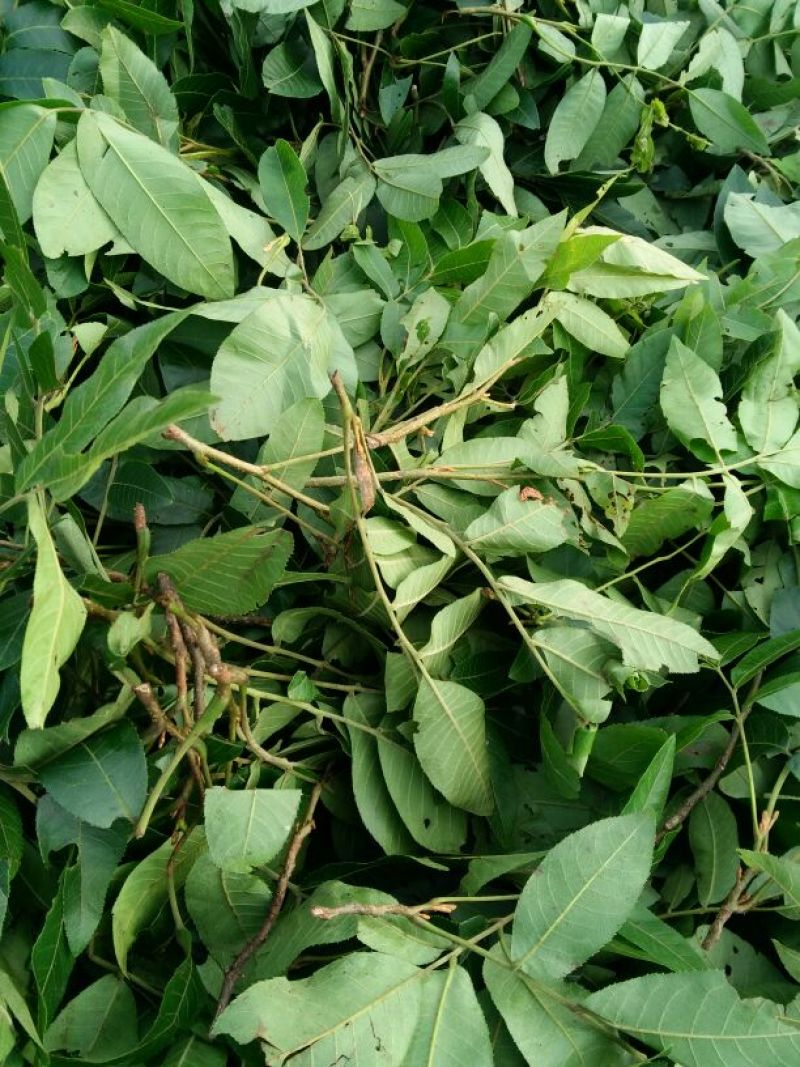 青钱柳茶