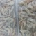青虾食用26~30只/kg