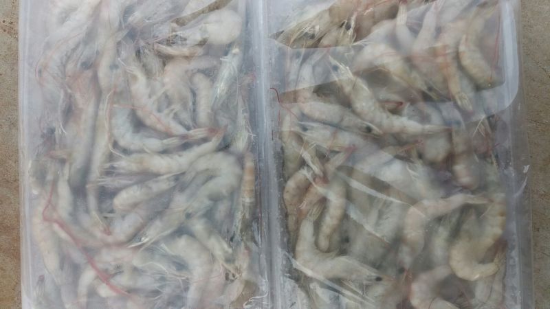 青虾食用26~30只/kg