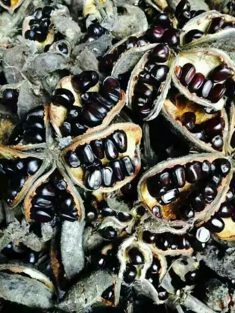 油用牡丹籽新货牡丹籽凤丹籽籽粒饱满过色选机无瘪子