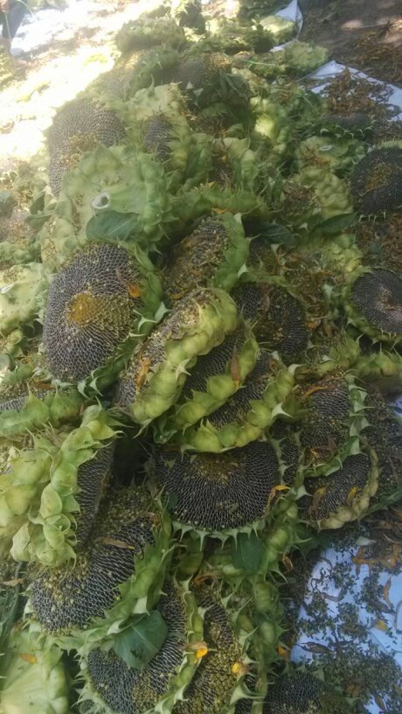 向日葵花盘
