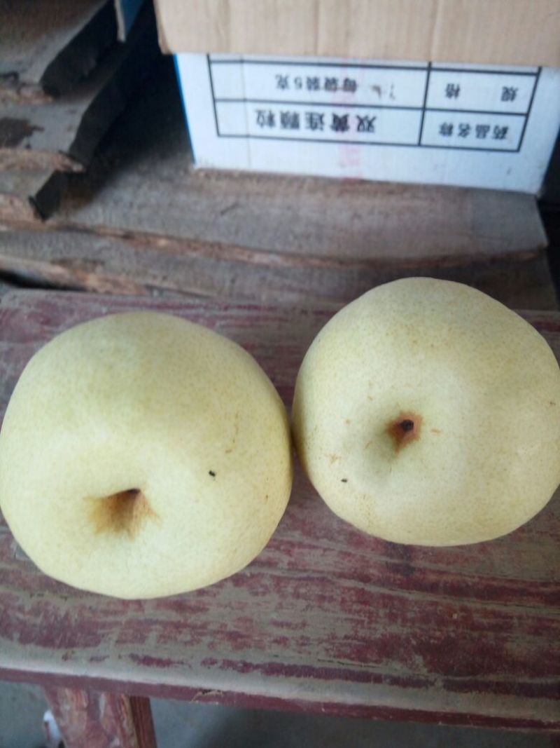 酥梨