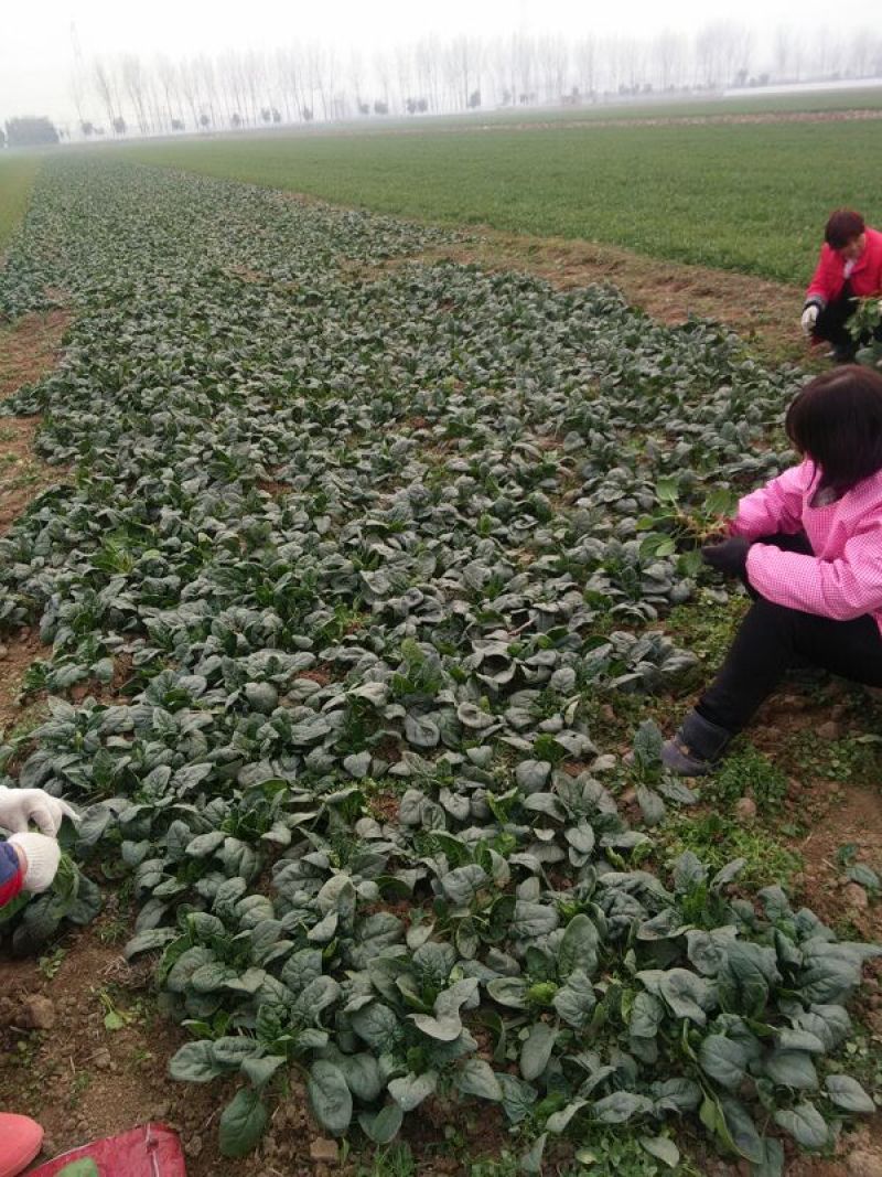 越冬菠菜15~20厘米