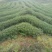 观音茶特级