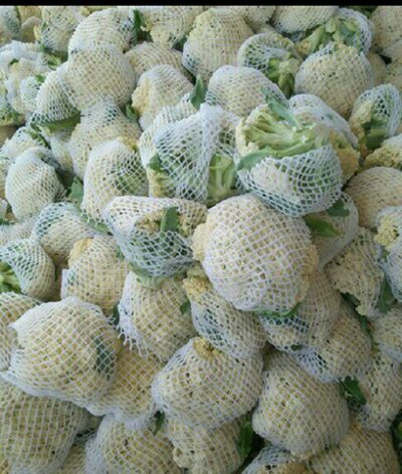 白花菜包装