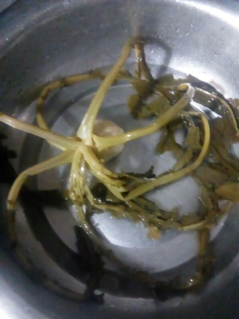 黄菜