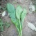 大叶菠菜20~25厘米