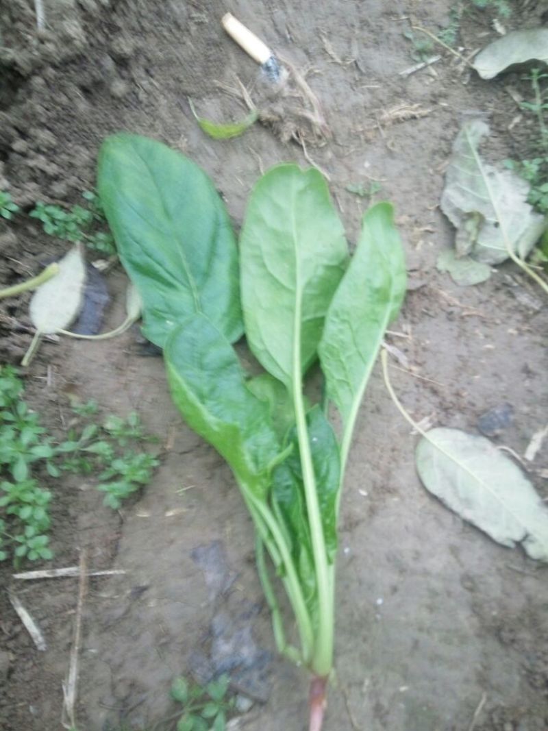 大叶菠菜20~25厘米
