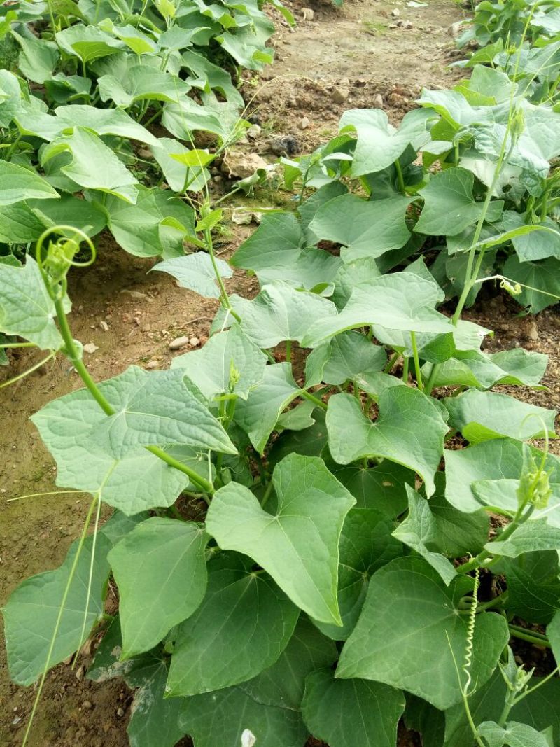 龙须菜嫩