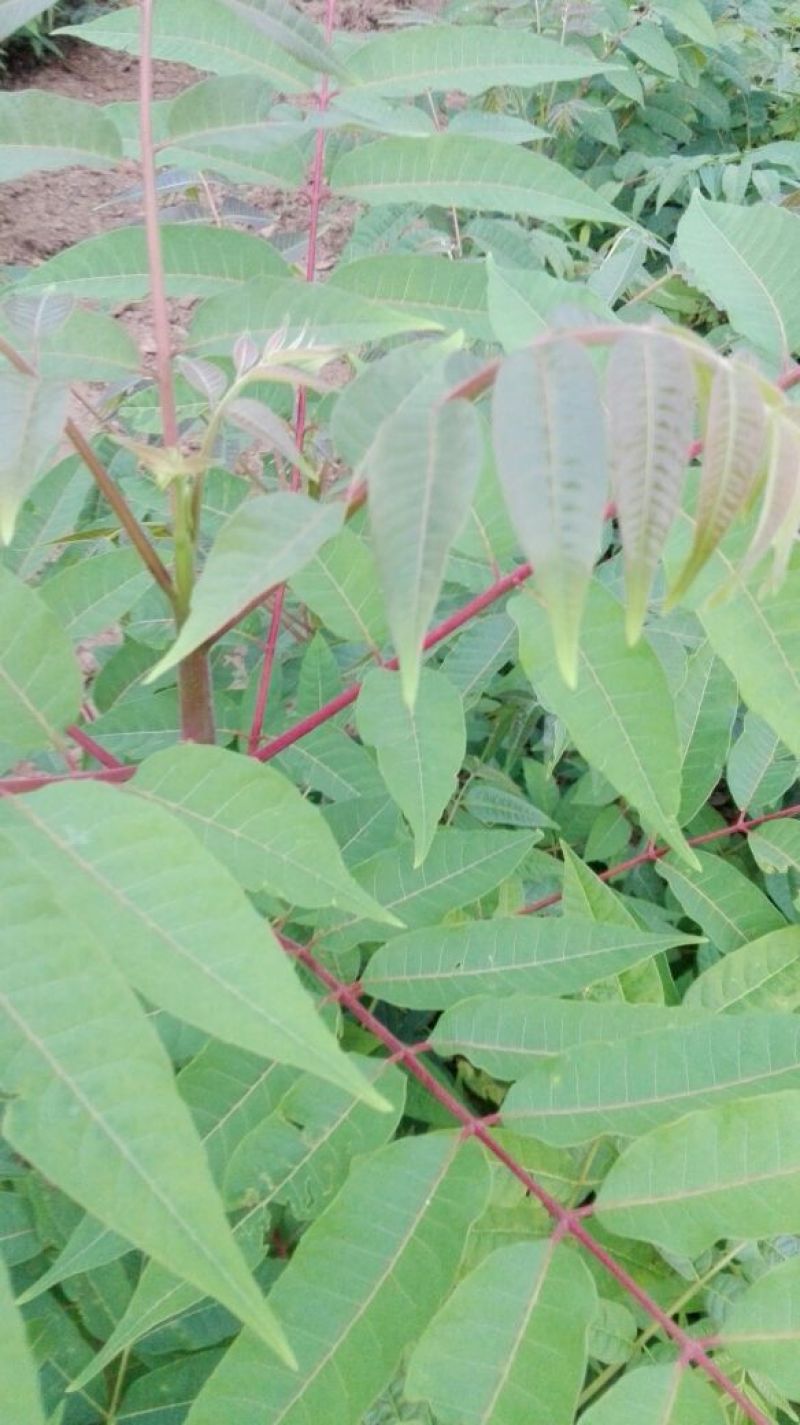 红油香椿树51~80cm