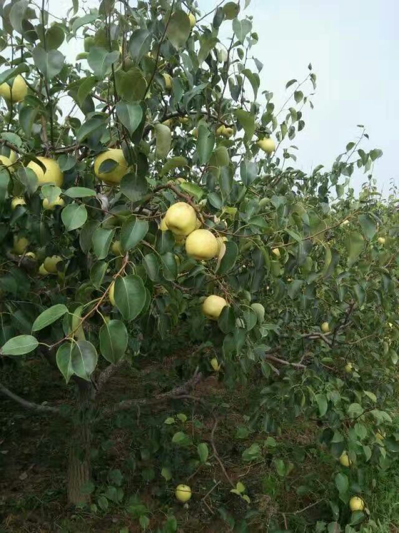 酥梨光果