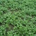 大叶香菜20~25厘米以上
