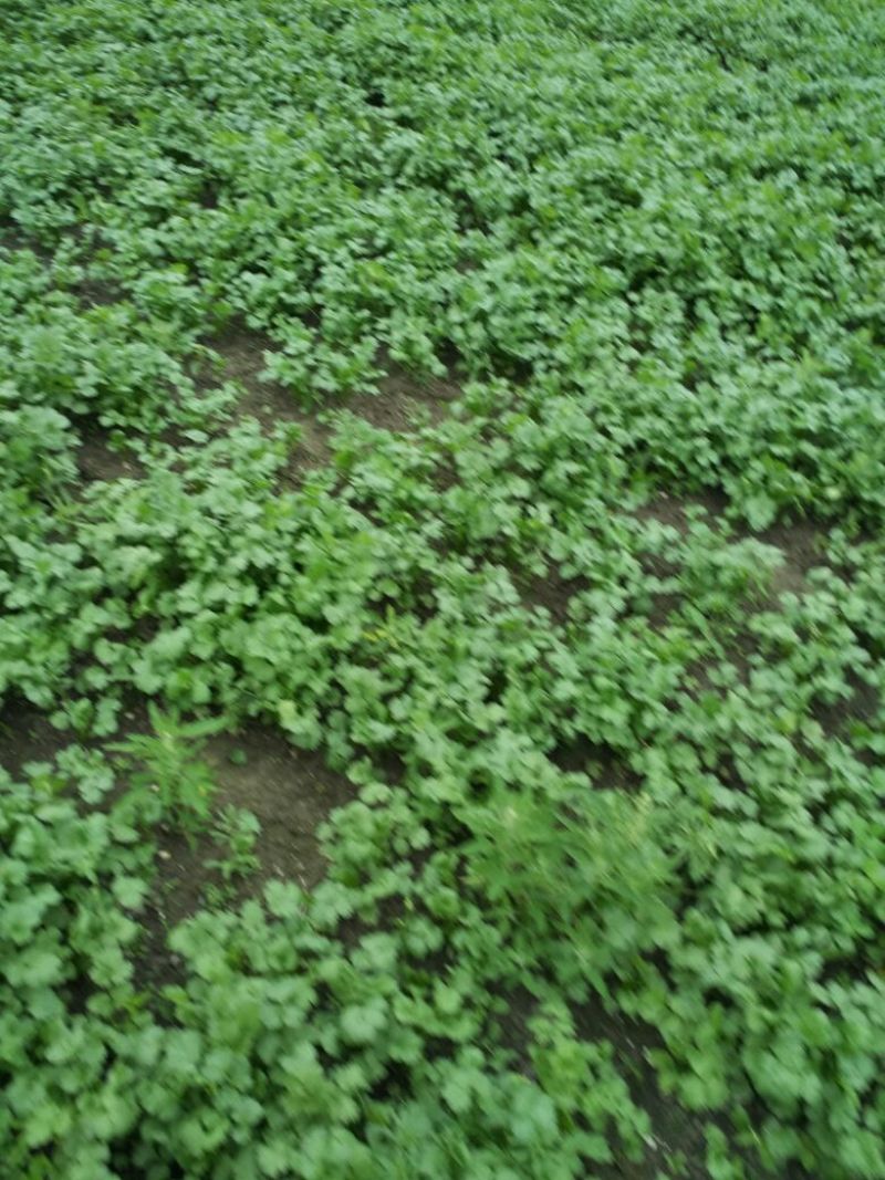 大叶香菜20~25厘米以上