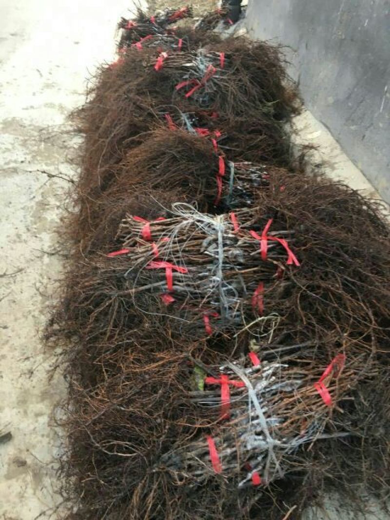 葡萄苗1年30~50cm
