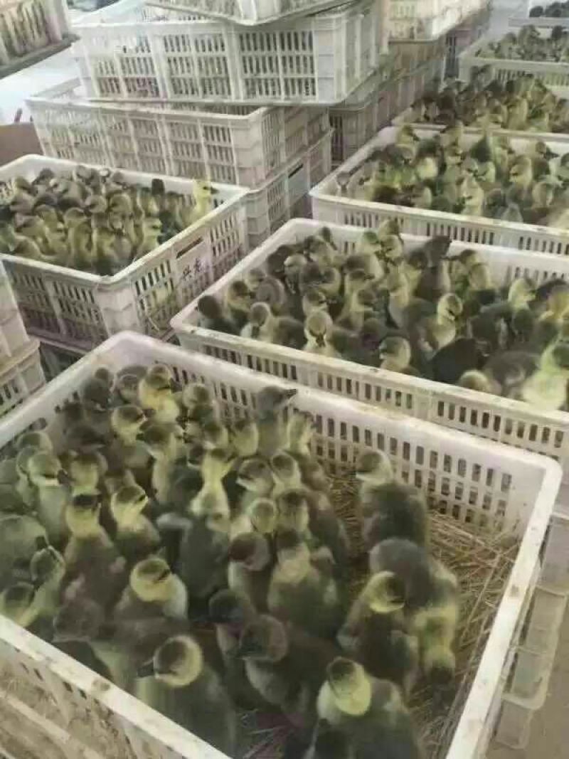 狮头鹅苗250g以下