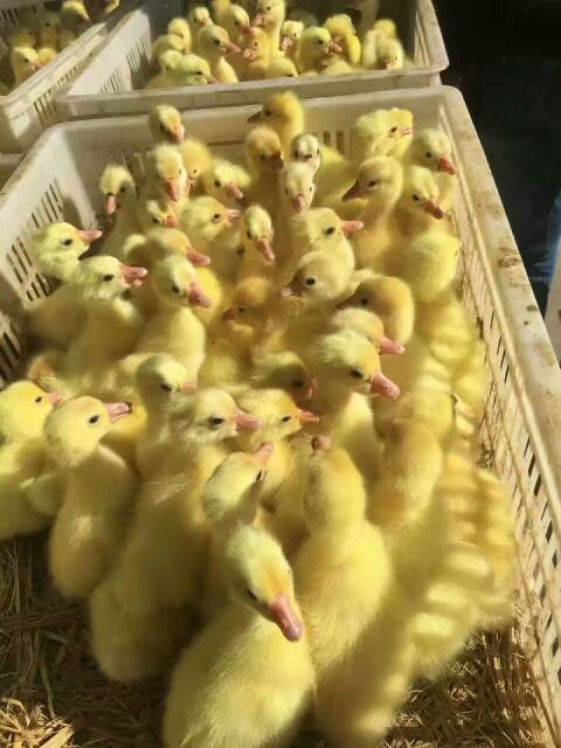 鹅苗250g以下