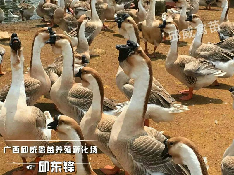 狮头鹅苗250g以下