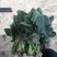 黑叶菠菜20~25厘米