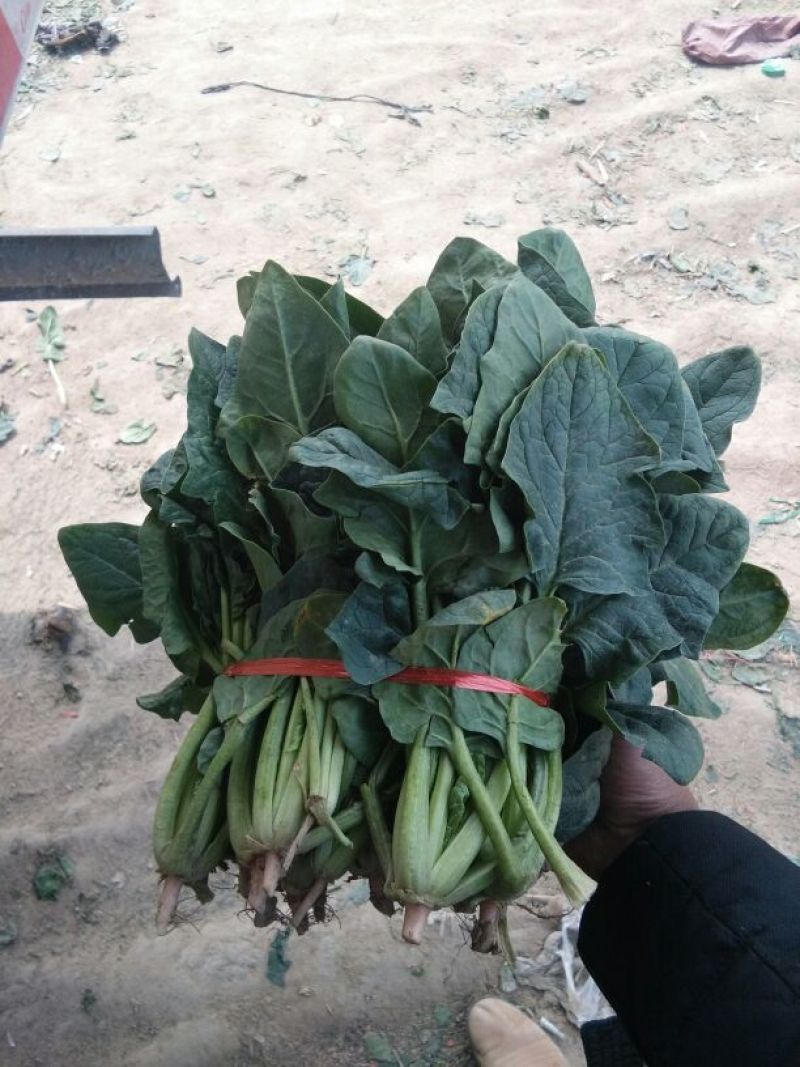 黑叶菠菜20~25厘米