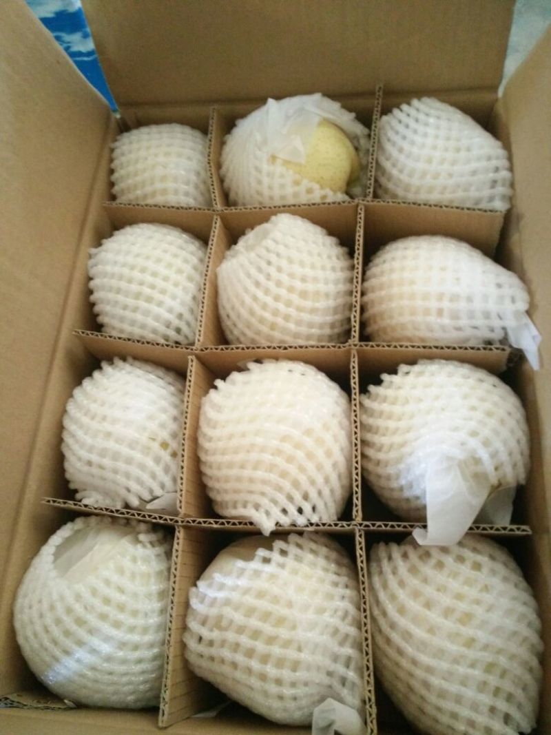 酥梨蒲城酥梨果白如雪-肉质细口感脆甜-量大价优