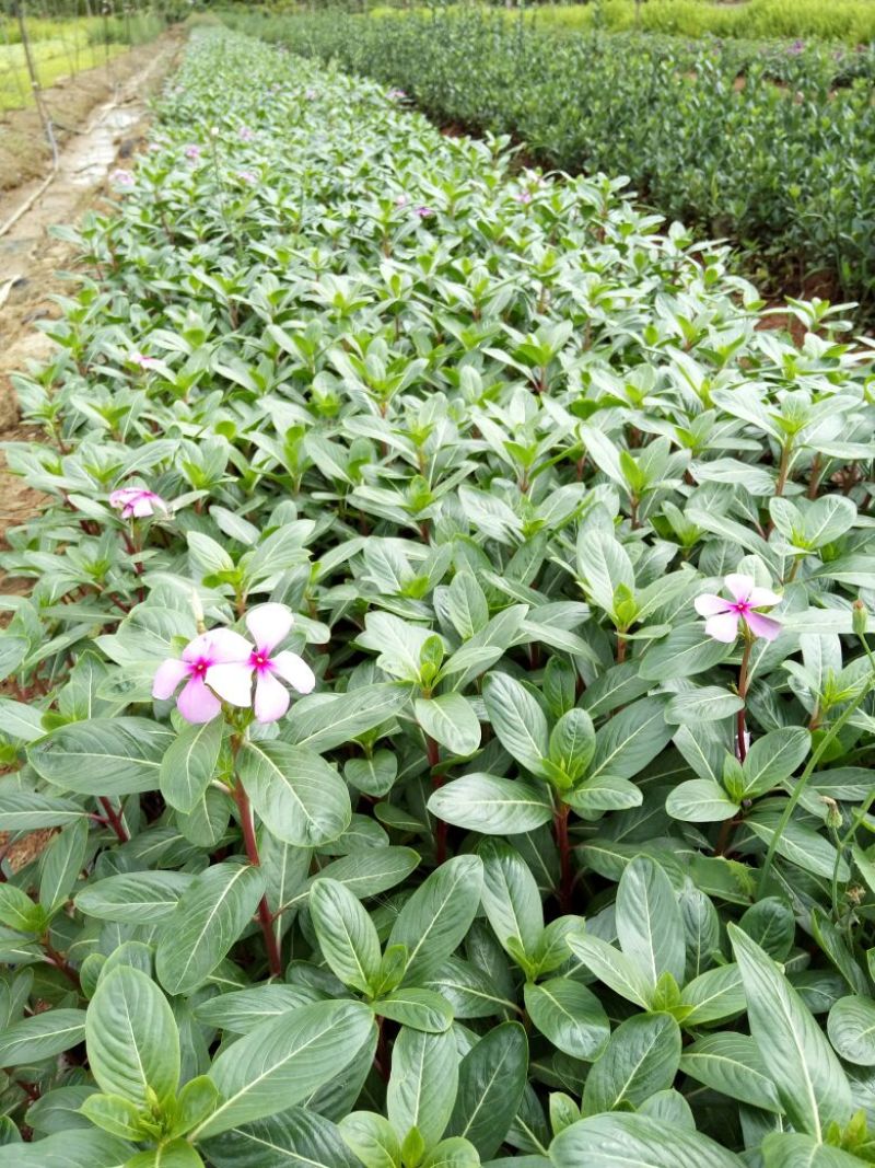 长春花种苗