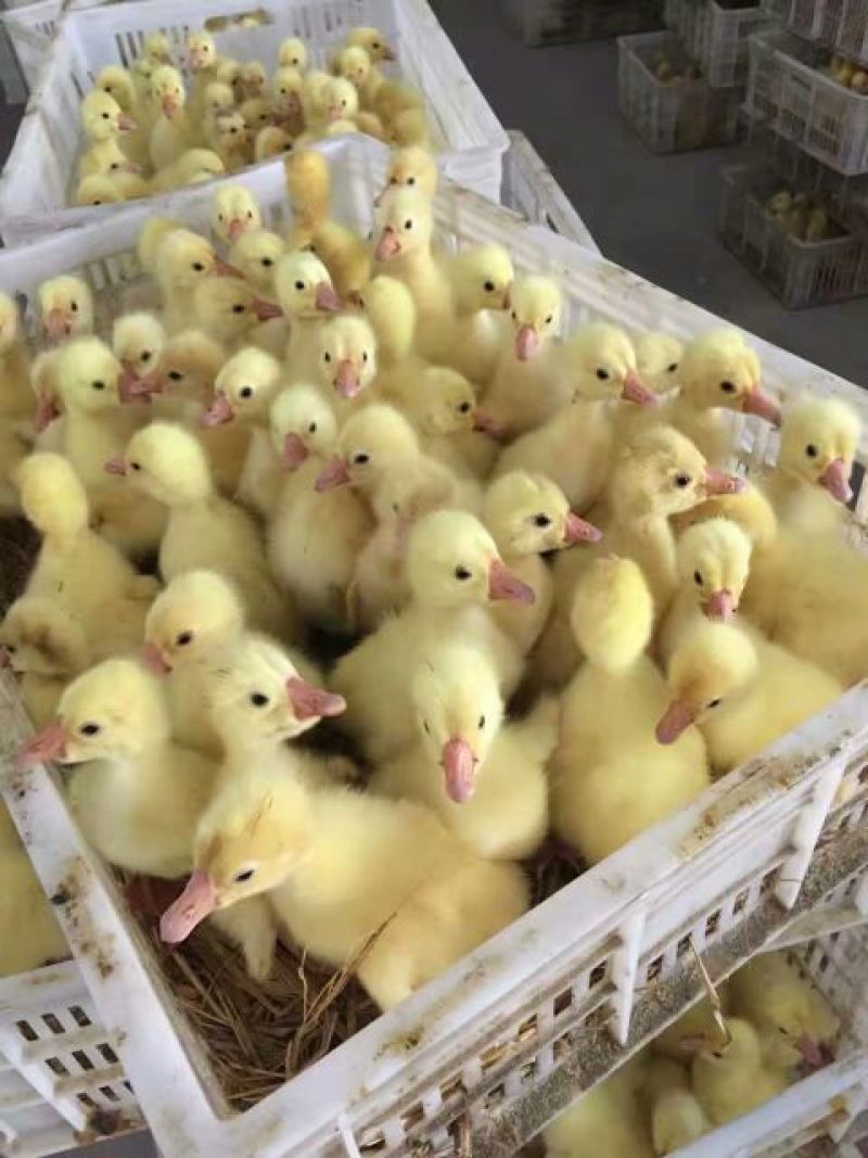 狮头鹅苗250g以下