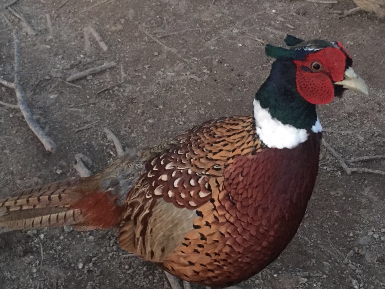 七彩山鸡湖南常德市汉寿县_批发_供应-一亩田