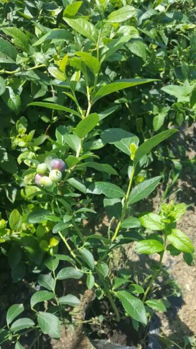 蓝莓苗0.5~1年50~80cm