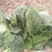 名门菠菜