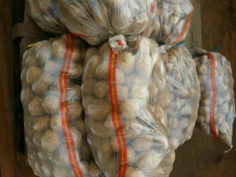 荷兰十五土豆3两以上大量供应各种规格品质的货源。